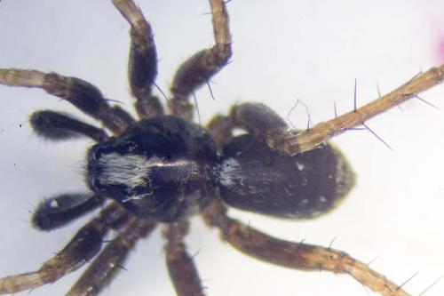 Pardosa sp.
